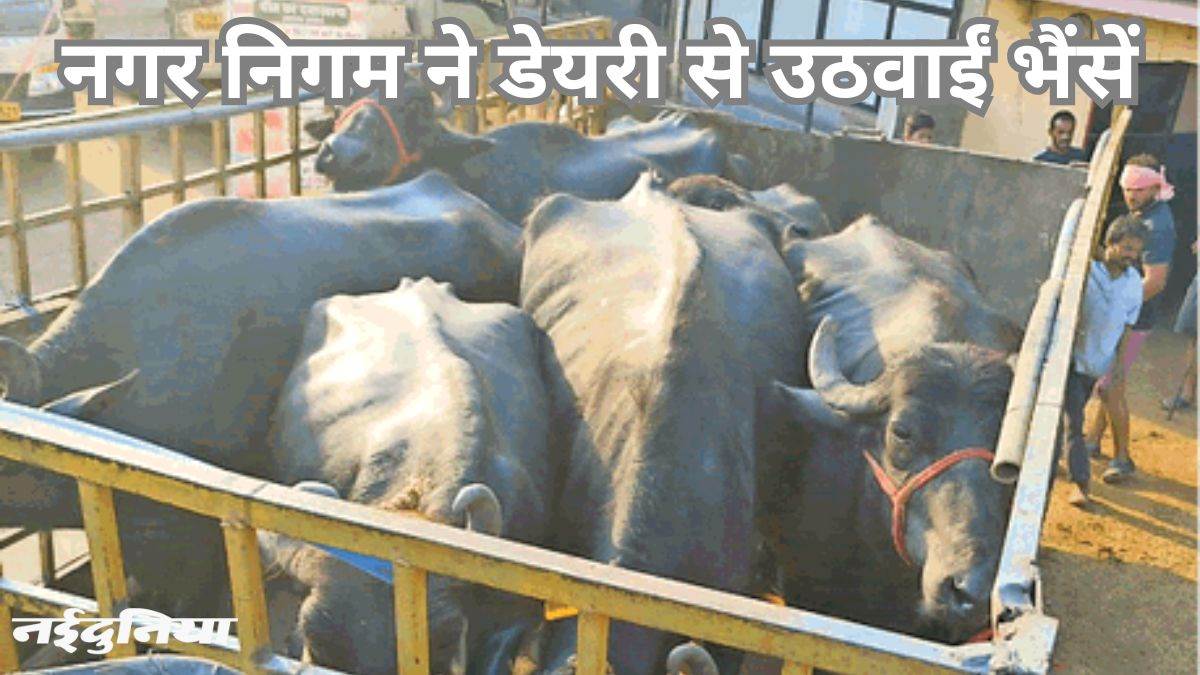 रायपुर नगर निगम की कार्रवाई: अवैध रूप से चल रही थी डेयरी, भैंसों को संचालक के गांव में छोड़ा