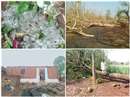 Madhya Pradesh Weather Update: Trees and electric poles fell in Seoni district due to rain, more than 50 houses damaged