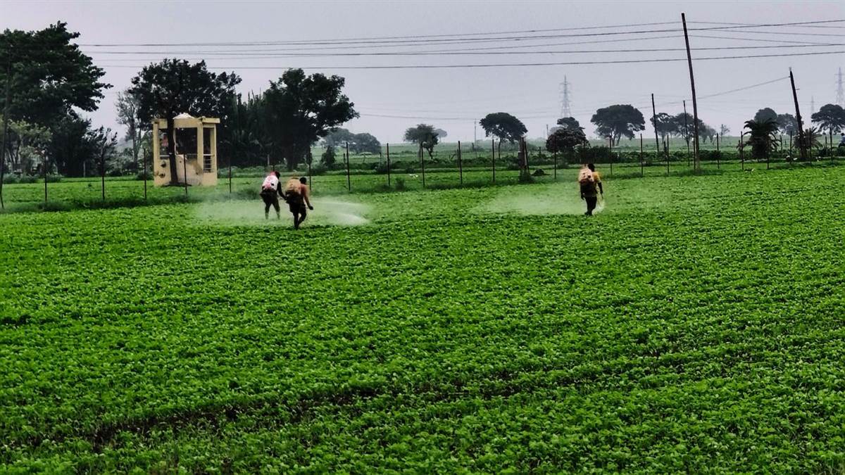 सोपा ने सोयाबीन का बोवनी क्षेत्र 100 लाख हेक्टेयर आंका, सरकारी अनुमान से ज्यादा
