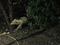 Chhattisgarh News: कोरिया के जंगलों में चहलकदमी करते नजर आया सफेद भालू, देखें VIDEO