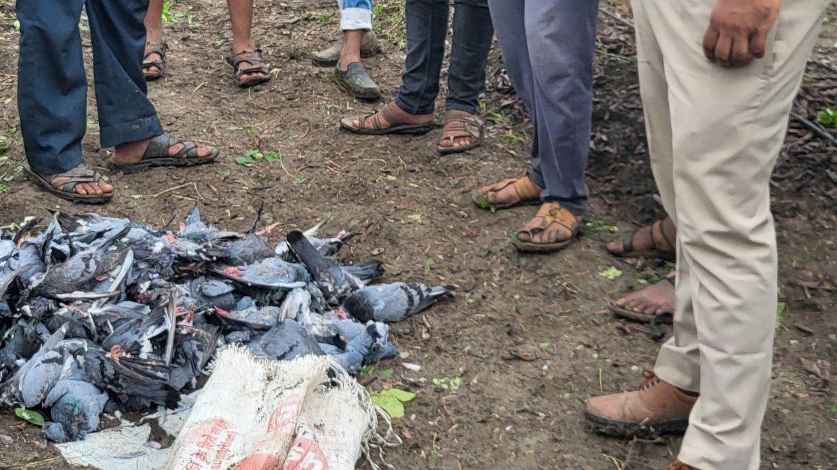 उज्जैन में कबूतर पकड़ने और चोरी की नीयत से पहुंचे 3 चोरों की करंट लगने से मौत, 100 से ज्यादा पक्षी भी मरे