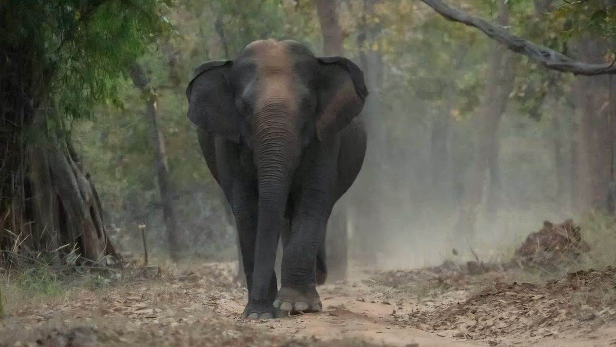 बांधवगढ़ ने जंगली हाथियों को दिया अपना ठिकाना, सुकून से बदली जंगल की कहानी