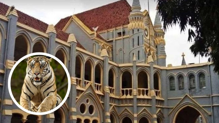 MP High Court ने कहा कि टाइगर के लिए अंडरपास बनाया तो सामने जंगल कैसे दिखेगा