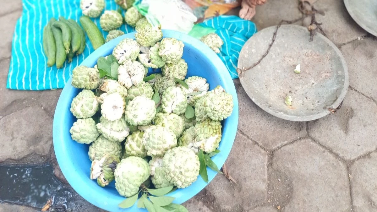 सर्दी की दस्तक से पहले बाजार में सीताफल की धमक, माना जाता है पोषक तत्वों का खजाना, जानें इसके फायदे