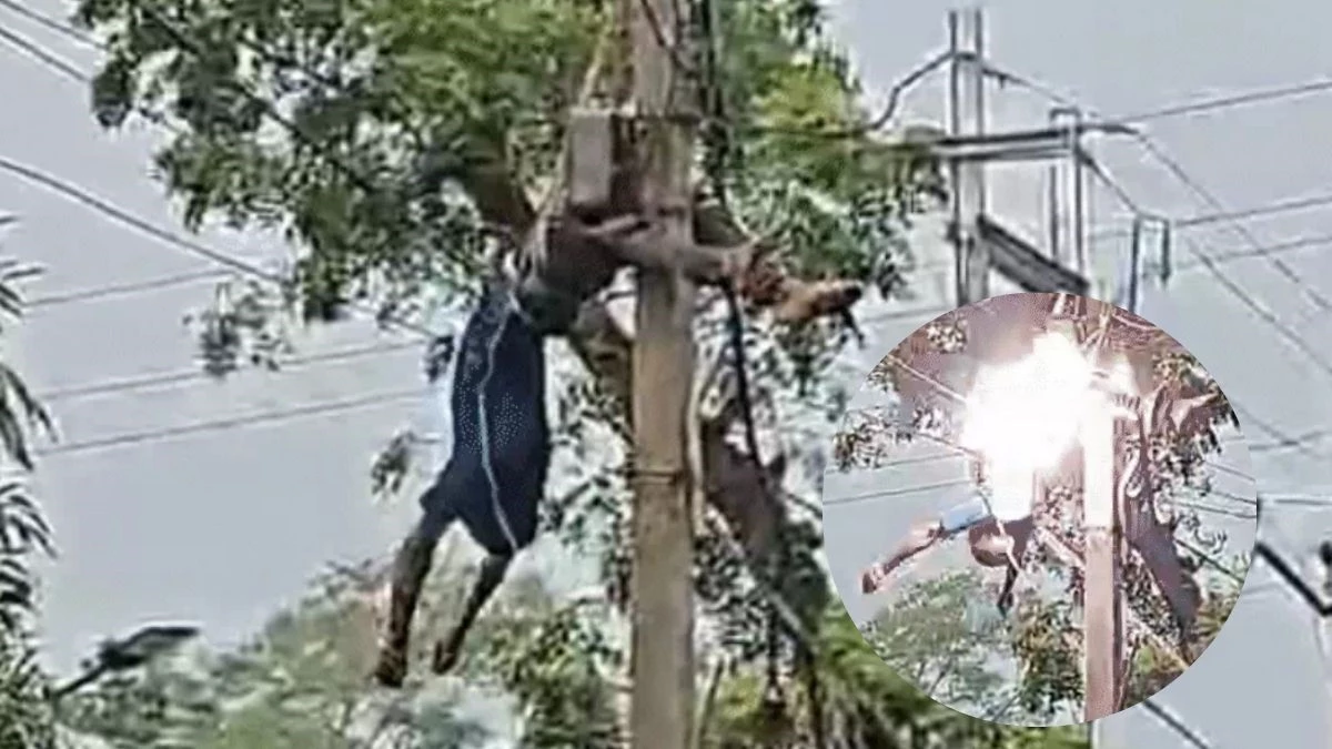 जबलपुर में लाइन काटने चढ़े कर्मी को लगा करंट, पोल पर उल्टा लटक तड़पता रहा, आग के गोले की तरह दिखने लगा उदित
