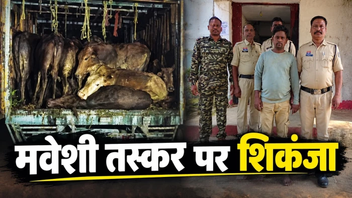 छत्तीसगढ़ से झारखंड बूचड़खाने ले जाए जा रहे 65 गोवंश जशपुर में जब्त, चालक गिरफ्तार