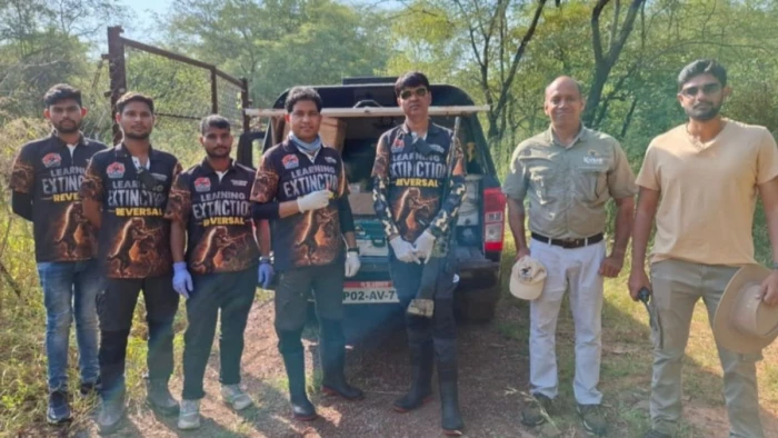 श्योपुर: चीतों का चौथा घर बनेगा गुजरात का बन्नी अभ्यारण, कूनो रखेगा नई आबादी बसाने की नींव, चीता शिफ्टिंग के लिए दी जा रही ट्रेनिंग