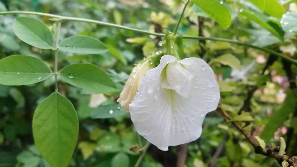Aparajita Flower: सफेद अपराजिता त्रिदेवों को है पसंद, घर की इस दिशा में लगाने से भर जाएगी तिजोरी