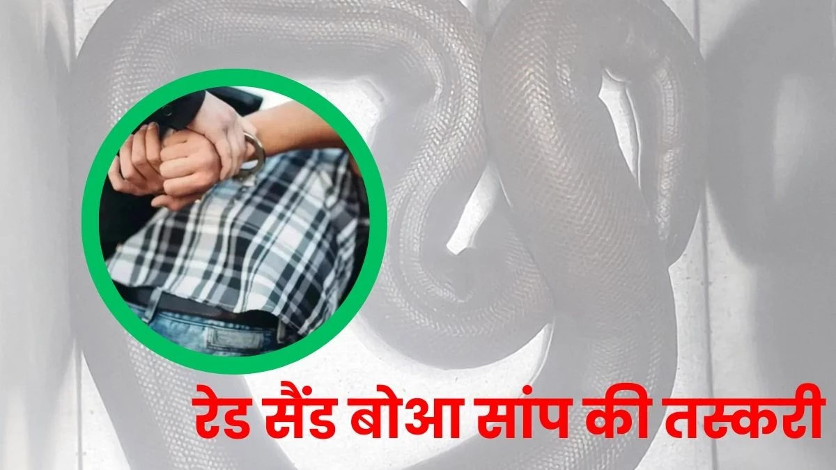 रेड सैंड बोआ सांप की तस्करी... वन विभाग ने चार फीट लंबे 'दोमुंहा' सांप के साथ एक आरोपी को दबोचा, दूसरा फरार