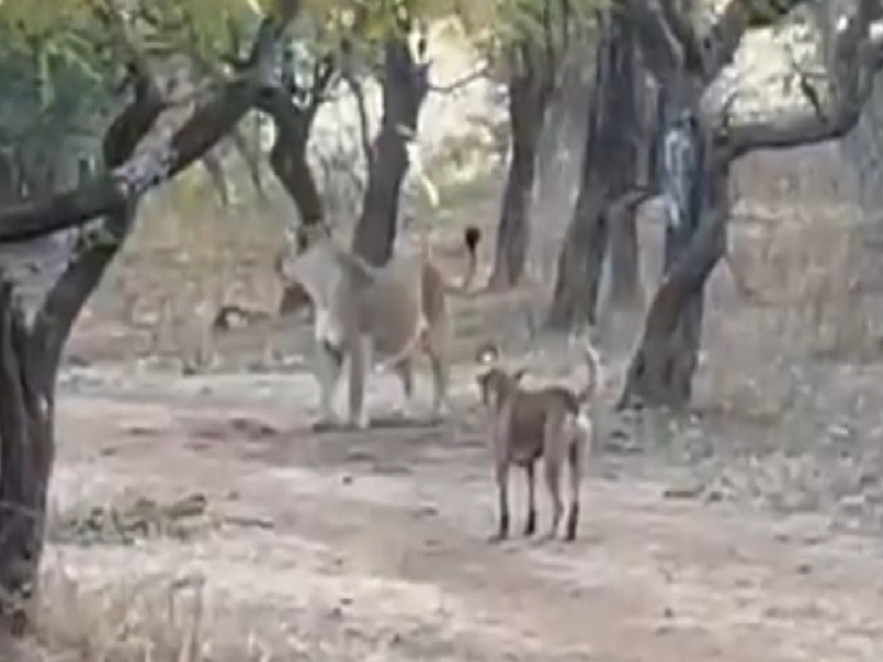 Viral Video Fearless Street Dog Fight With Lioness Video Share Ifs Parveen Kumar Viral On Social Media