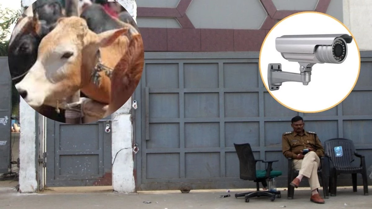 Bhopal Cow Slaughter: बूचड़खाने के सीसीटीवी में नहीं दिखे गौवंश, बैतूल-जबलपुर से गौमांस तस्करी की आशंका
