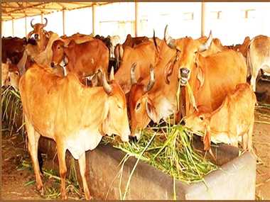 कचरा फेकने वाले स्थान की सफाई कर मवेशियों के लिए रखा पानी का टब