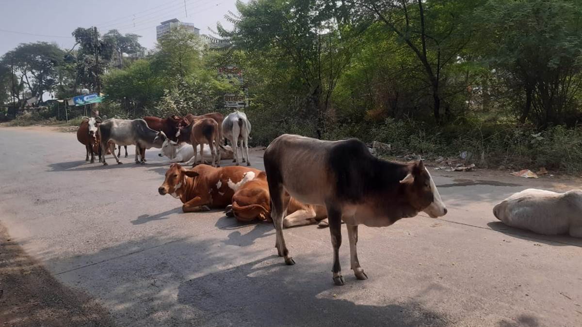 Jabalpur News सुअरमार बम चबाने से बछड़े की मौत, गाय जख्मी Cow calf