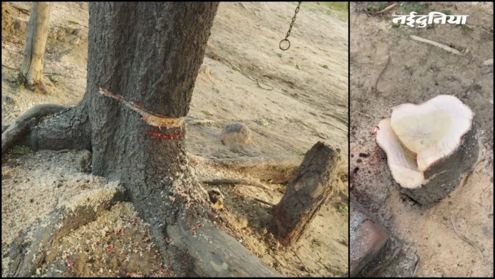 बगिया में लगे 50 साल पुराने चंदन के दो बेशकीमती पेड़ ले उड़े चोर, सतना में 12 दिन में दूसरी वारदात से मचा हड़कंप