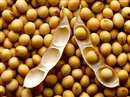 Indore News: For two years, soybean crop is getting bad, know how farmers will be able to get seeds now