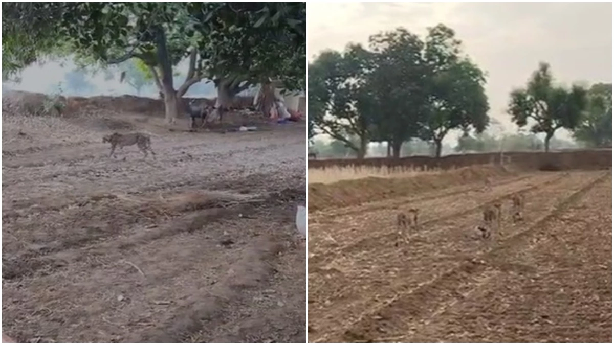 Cheetah came to villages from Kuno and hunted cow