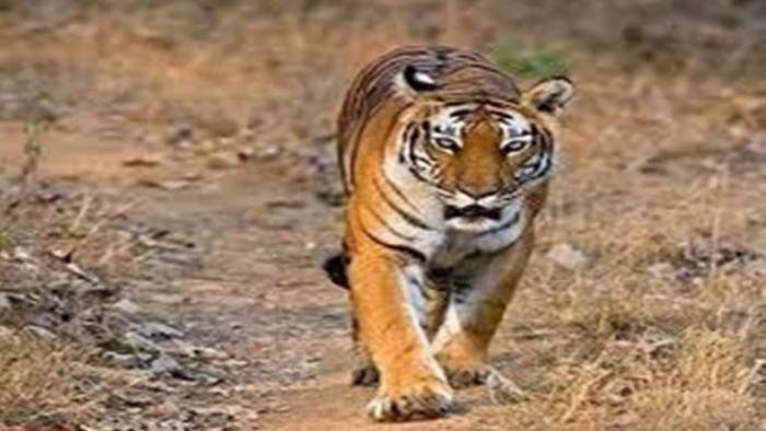 अब उमरिया के दुलहरा में बाघ का हमला, घायल शहडोल रेफर, चंसुरा बीट में अधेड़ की जा चुकी है जान