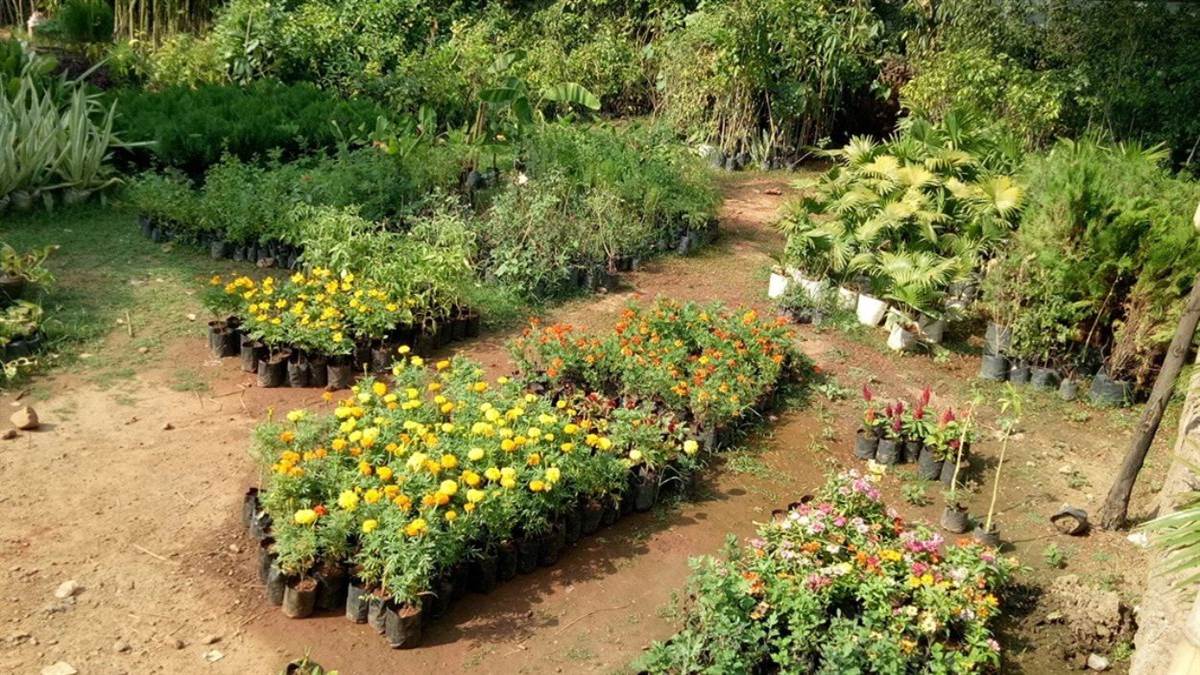 ग्वालियर में मानसून की तैयारी: उद्यानिकी विभाग की नर्सरी में तैयार हो रहे 50 हजार पौधे, इस बार 11 लाख राजस्व का लक्ष्य