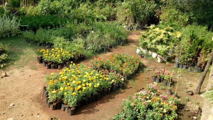 ग्वालियर में मानसून की तैयारी: उद्यानिकी विभाग की नर्सरी में तैयार हो रहे 50 हजार पौधे, इस बार 11 लाख राजस्व का लक्ष्य