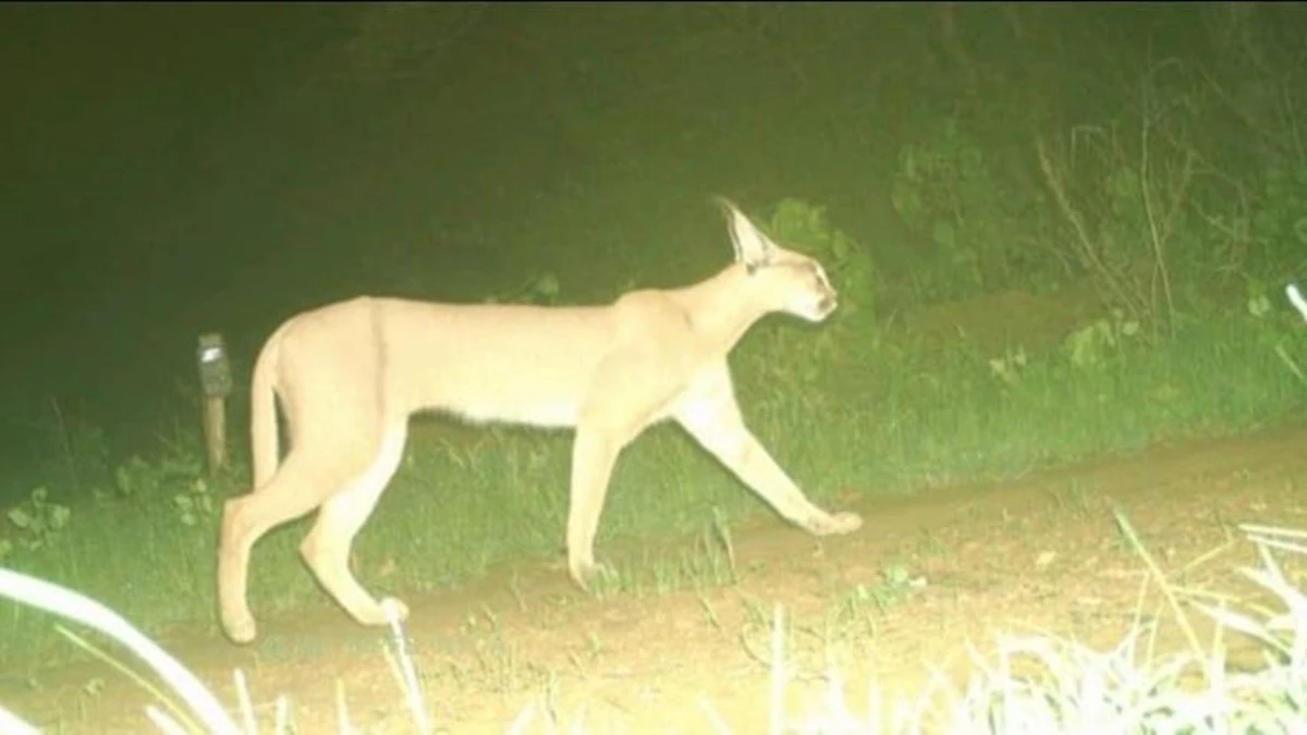 Caracal Cat: मध्य प्रदेश के गांधीसागर अभयारण्य में दिखा दुर्लभ कैराकल, ट्रैप कैमरे में आई तस्वीर