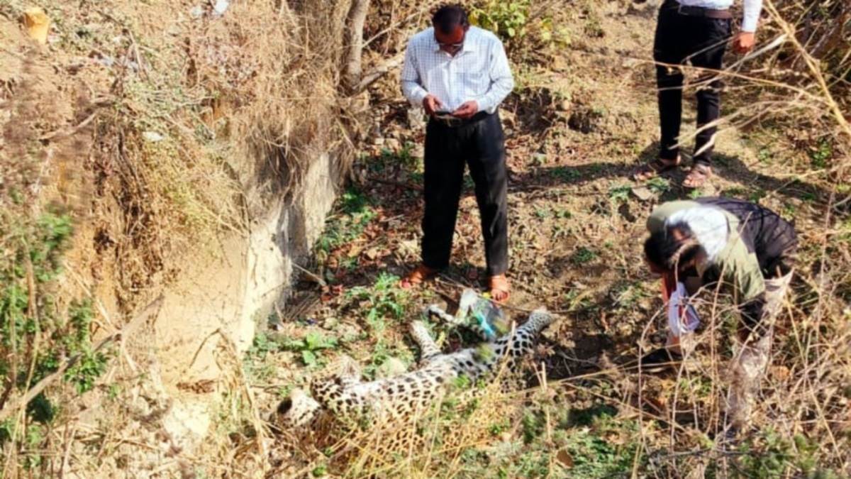 विदिशा में प्यास से तेंदुए की मौत पर राष्ट्रीय जीव जंतु कल्याण बोर्ड सख्त; पीसीसीएफ, कलेक्टर और वन विभाग को नोटिस जारी