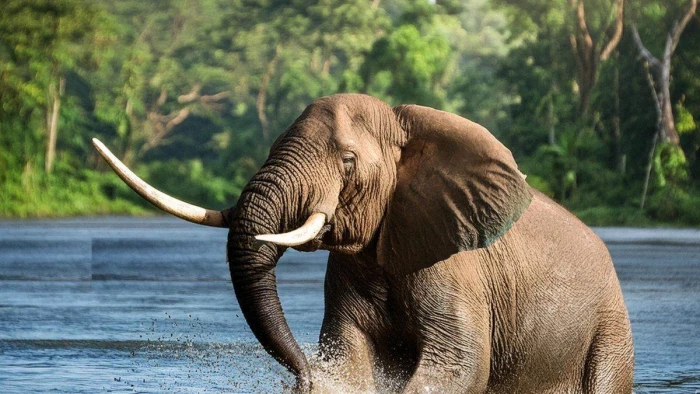 World Elephant Day: छत्तीसगढ़ और झारखंड के जंगली हाथियों को भाया बांधवगढ़