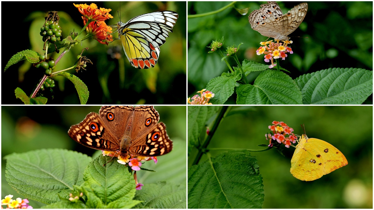 Butterfly Big Day: पूरे सितंबर में चलेगा बटरफ्लाई मंथ, पर्यावरण में क्‍या है तितलियों का रोल