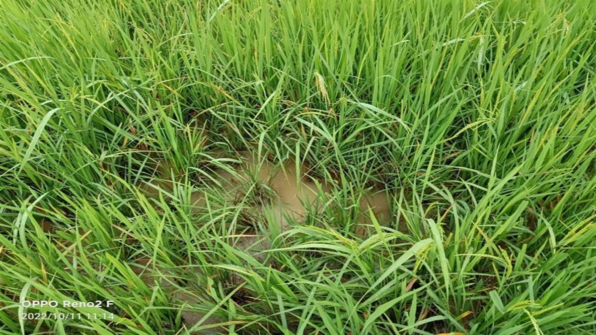 कृषि जगतः लगातार वर्षा ने बिगाड़ा फसल मूड, अब बालाघाट में धान की फसल में लग रही पोंगा बीमारी, सूख रहीं पत्तियां