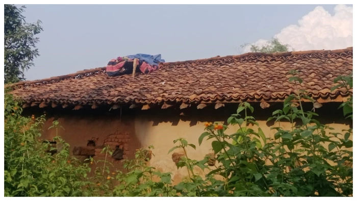कोरबा जिले के पसान क्षेत्र में हाथियों की आहट से उड़ी ग्रामीणों की नींद, छप्पर पर खाट बनी एकमात्र उम्मीद