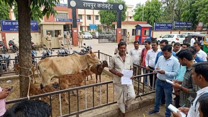भारतमाला प्रोजेक्ट में उजड़ा बुजुर्ग का घर, अब गायों के साथ पहुंचा रायपुर कलेक्ट्रेट, मुआवजा नहीं मिलने पर प्रदर्शन की चेतावनी