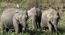 Mandla News : फिर मंडला तक पहुंच गए छत्तीसगढ़ के जंगली हाथी