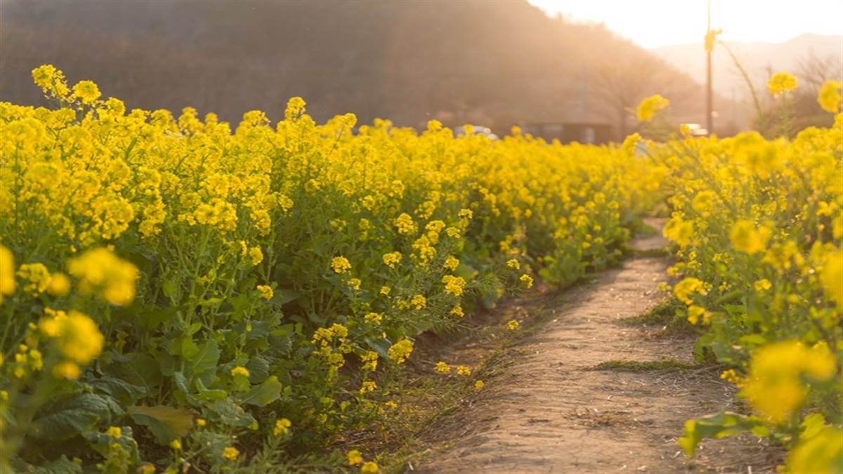 Mustard Production in Bhind: सरसों उत्पादन में भिंड निकला आगे, बहुराष्ट्रीय ई-कामर्स कंपनियों ने तेल खरीदने के लिए किया अनुबंध