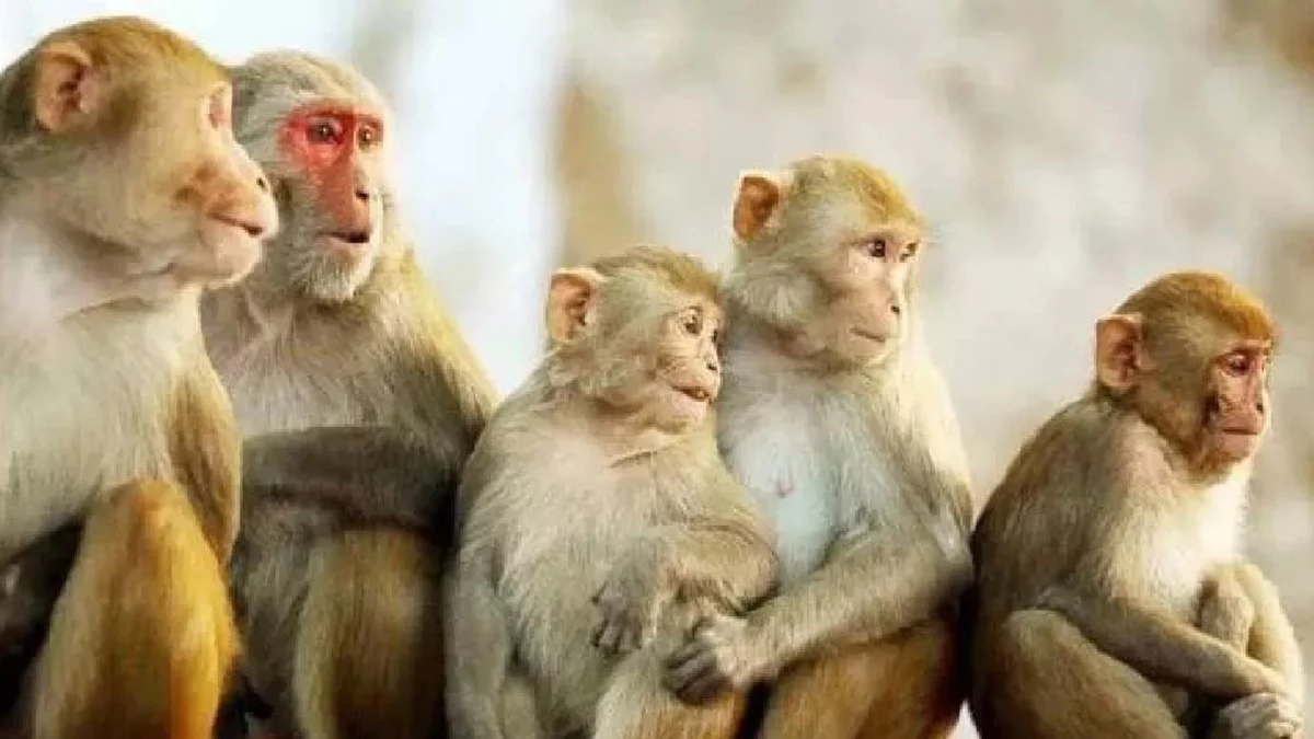 लाल मुंह के बंदरों को वन्यजीव संरक्षण अधिनियम की अनुसूची में फिर शामिल करने की तैयारी