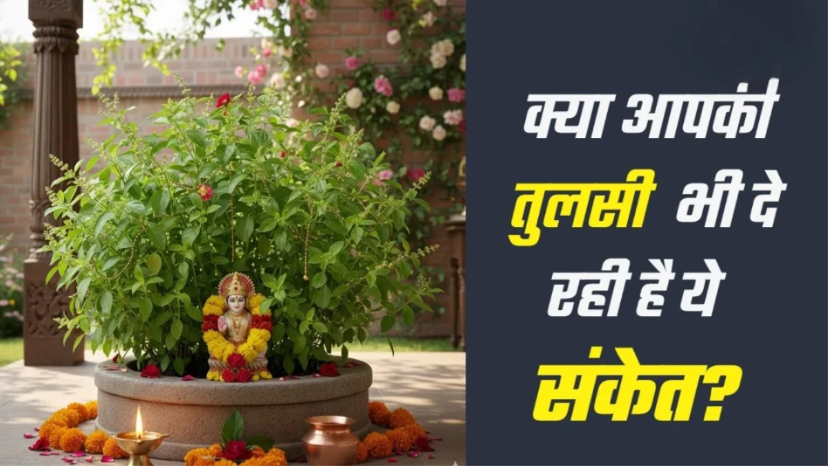 Tulsi Sign: अगर तुलसी दे रही है ये 3 संकेत, तो समझिए आपके घर होगी बरकत, न करें नजरअंदाज