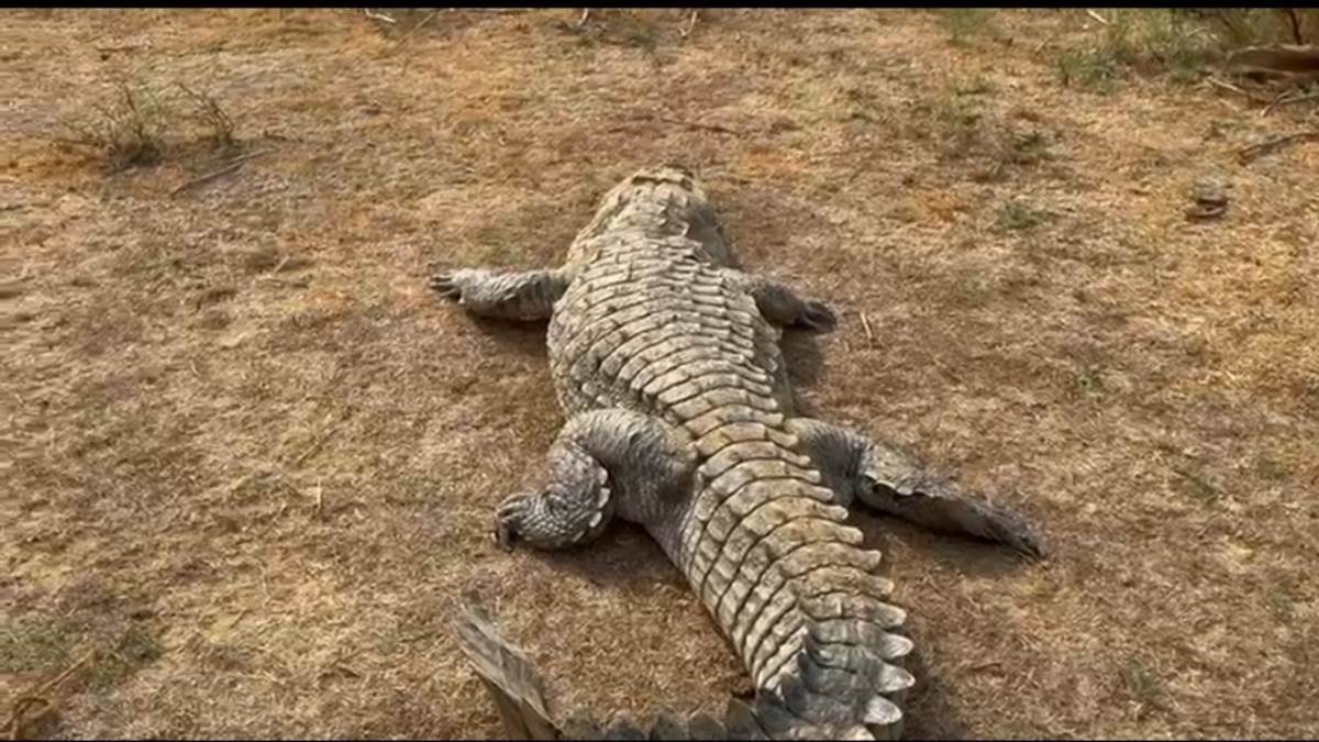 जबलपुर में धूप सेंकने निकल रहे मगरमच्छ,गांवों में दहशत, सूचना के बाद भी नहीं पहुंचती वन विभाग की टीम