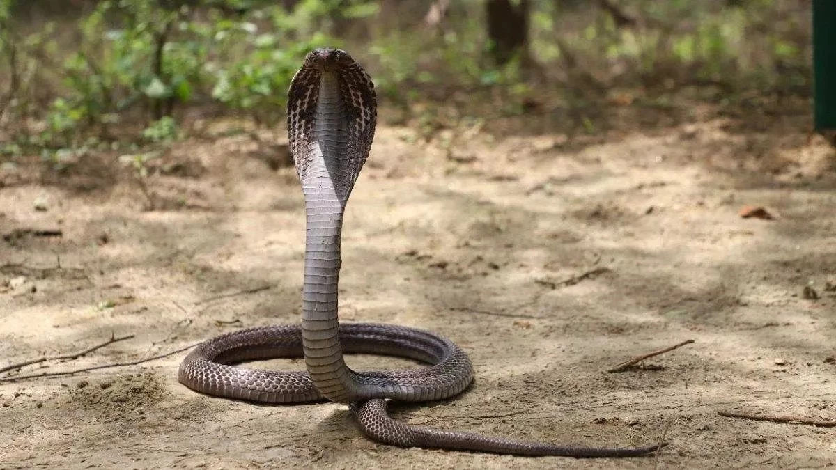 देश की पहली सर्पमित्र नगरी बनेगी उज्जैन, नागों का होगा संरक्षण