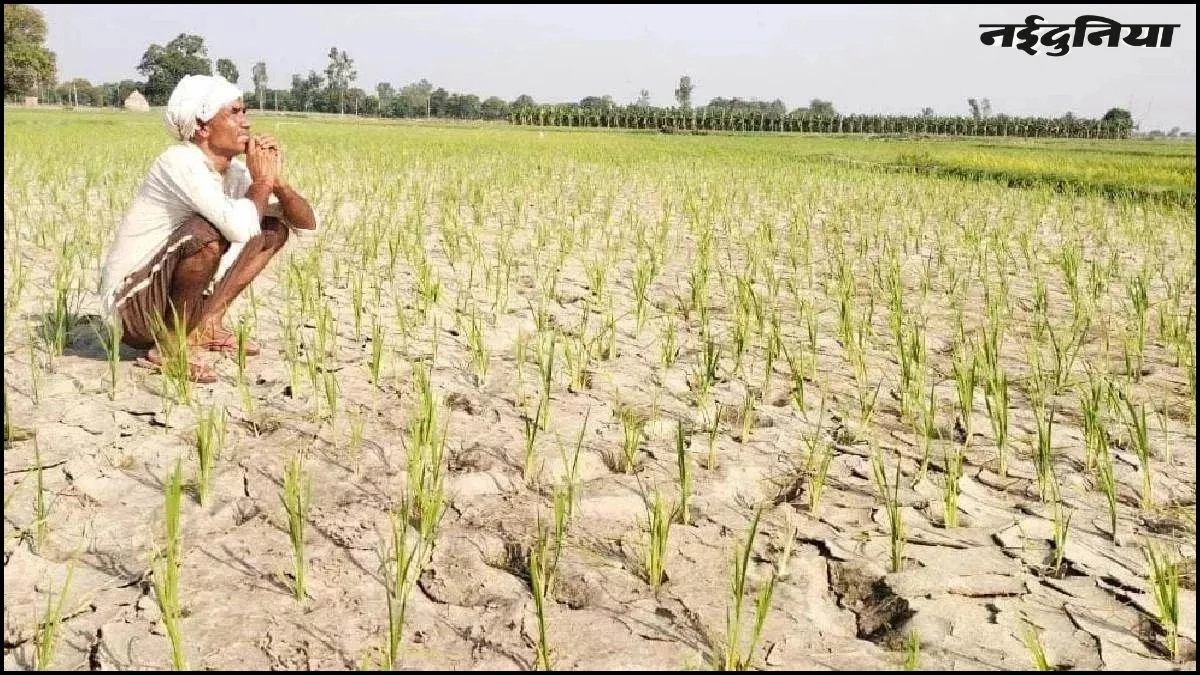 बिलासपुर में धान की प्यास बुझाने किसान सुखा रहे पूरे गांव का पानी, 'पाताल' में पहुंचा जलस्तर
