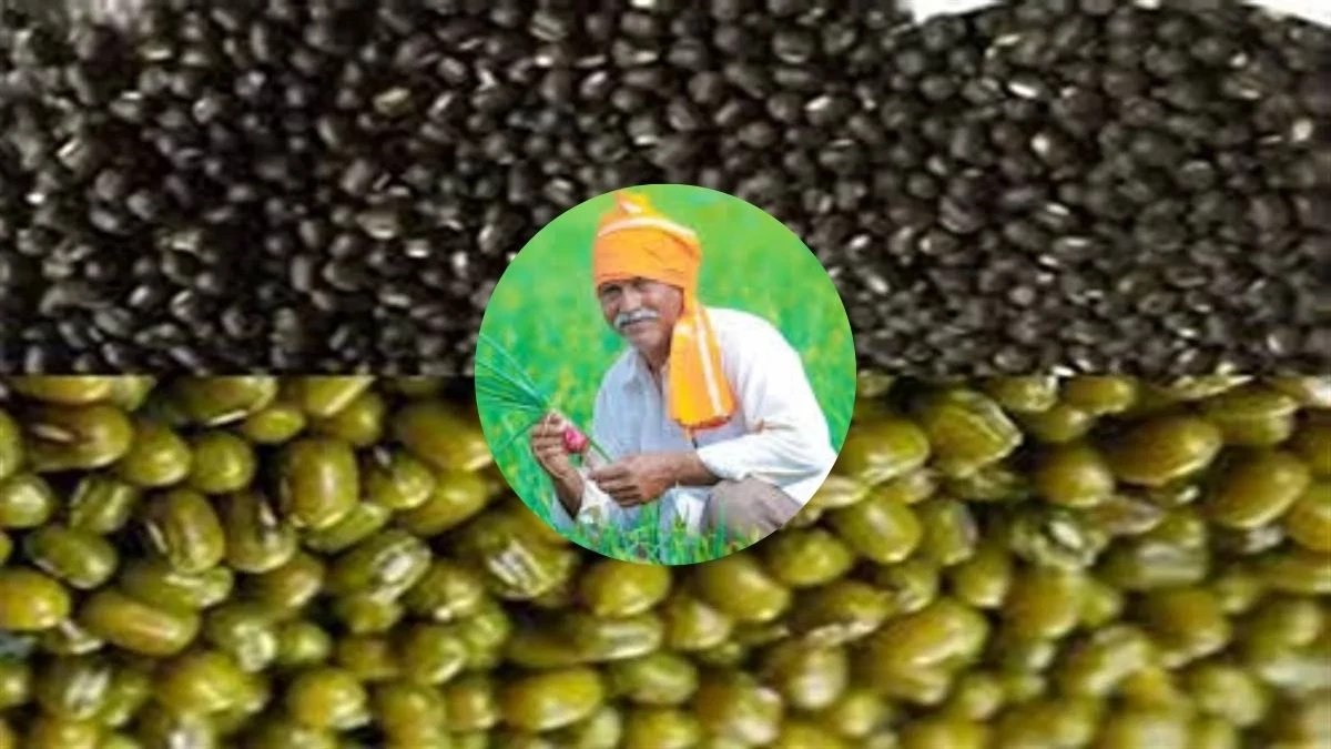 यूपी में किसानों को मुफ्त मिलेगा उड़द और मूंग का बीज, ऑनलाइन पोर्टल पर करानी होगी बुकिंग