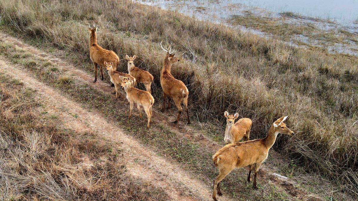Bandhavgarh National Park: कान्हा नेशनल पार्क से बांधवगढ़ आए 11 और बारहसिंघा, अभी बाड़े में रहेंगे