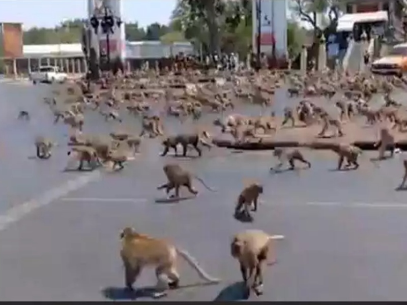 Monkey Riot Corona ने कम किए पर्यटक, एक केले के लिए भिड़े सैकड़ों बंदरों का Video वायरल