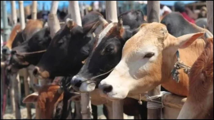 UP में गोतस्करों की आई शामत... 35 हजार से ज्यादा गिरफ्तार, 83 करोड़ की संपत्ति जब्त, गैंगेस्टर और NSA के तहत कड़ा प्रहार