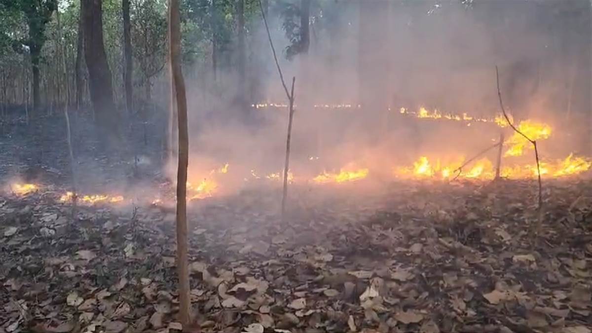 Pendra News: दानीकुंडी सागौन प्लांट में लगी आग