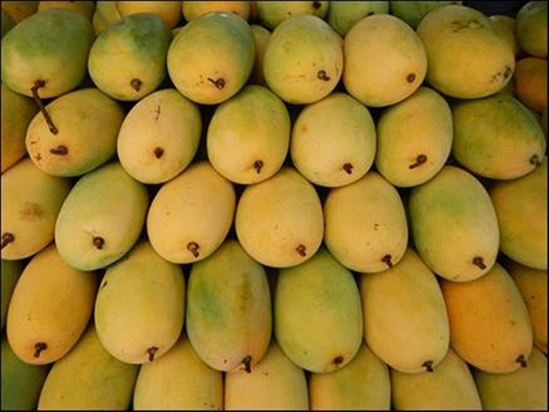 Mango Price Hike: लॉकडाउन से लॉक हुआ फलों का राजा का राजा, अल्फांसो 700 से 900 रुपये दर्जन पहुंचा - King of Fruit Mango locked from lockdown Alphonso price reached 700 to 900 rupees per dozen