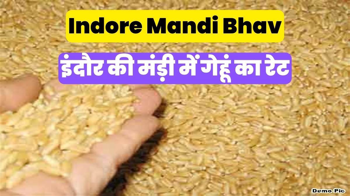 Indore Mandi Bhav: इंदौर की मंडी में लोकवन, मालवराज, पूर्णा और मिल ...