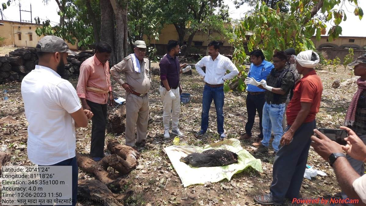 Balod: दो भालुओं के बीच खूनी भिड़ंत में मादा भालू की हुई मौत, पोस्टमार्टम के बाद किया गया अंतिम संस्कार