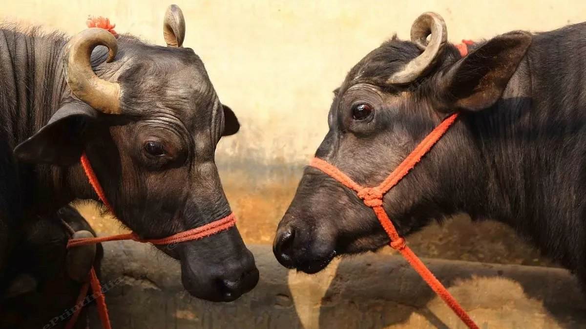 कभी विधानसभा चुनाव में थे बसपा प्रत्याशी, अब भैंस चोरी के मामले में गिरफ्तार, MP के झाबुआ में नेता जी से 25 हजार रुपए बरामद