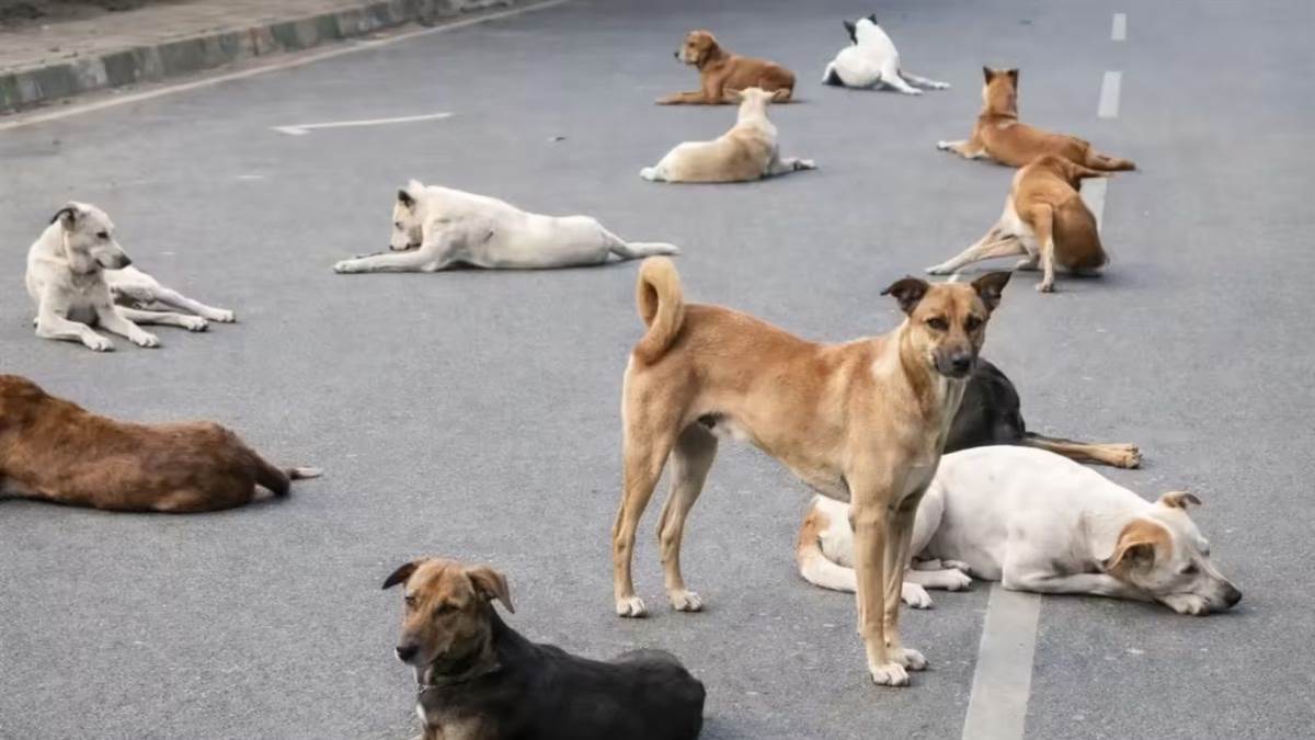 ग्वालियर में कुत्तों की नसबंदी में बड़ा खेल: डॉक्टर का नाम बदलकर पेश किए 656 फर्जी शपथ पत्र, डॉ. रविरमन पर एफआईआर दर्ज