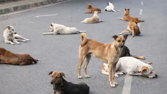 ग्वालियर में कुत्तों की नसबंदी में बड़ा खेल: डॉक्टर का नाम बदलकर पेश किए 656 फर्जी शपथ पत्र, डॉ. रविरमन पर एफआईआर दर्ज