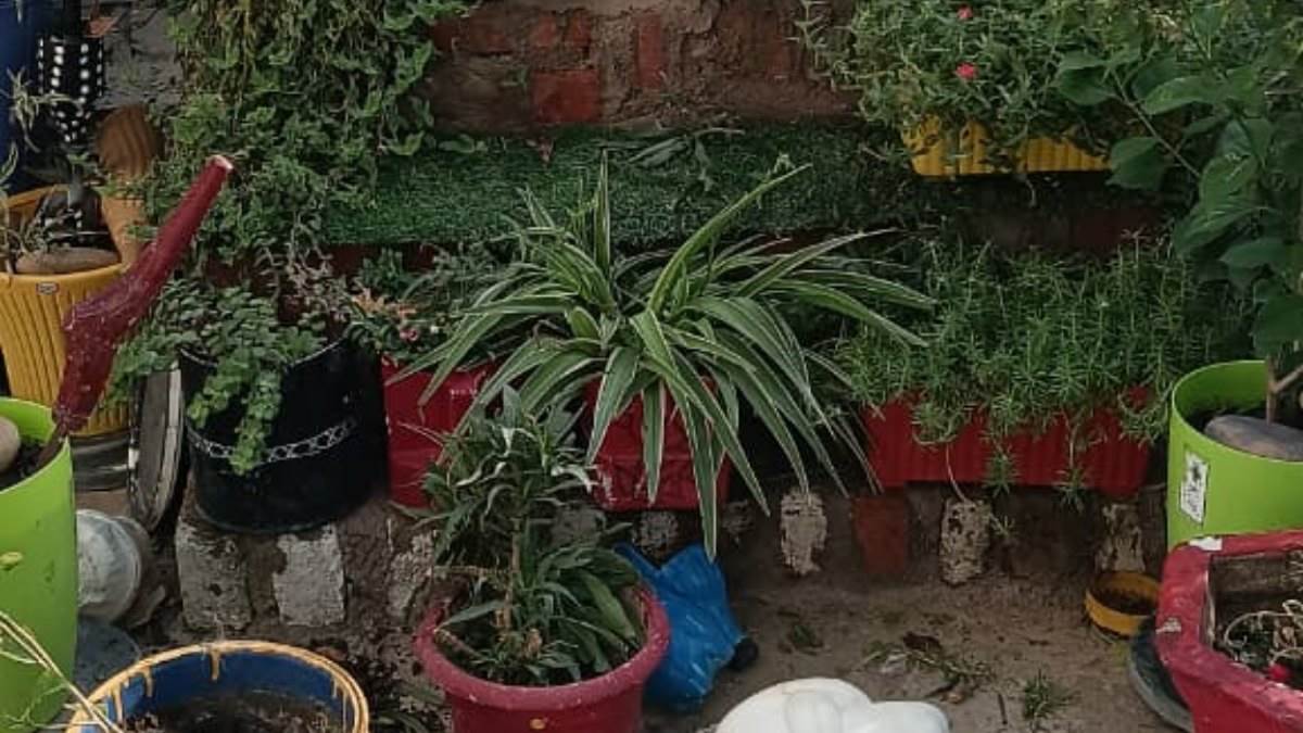वफादारी की मिसाल... सतना में चोरी का विरोध करने पर बदमाशों ने पालतू डॉग की गला दबाकर की हत्या