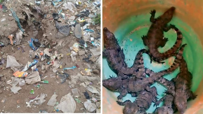 बिलासपुर में आबादी के बीच मगरमच्छ के 6 बच्चों की एंट्री, तालाब में नहाने गए लोगों के उड़े होश